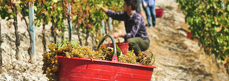 Lees meer over populaire Italiaanse druifsoorten