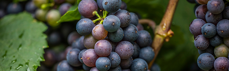 Merlot vs Cabernet Sauvignon, lees de verschillen in ons blog.