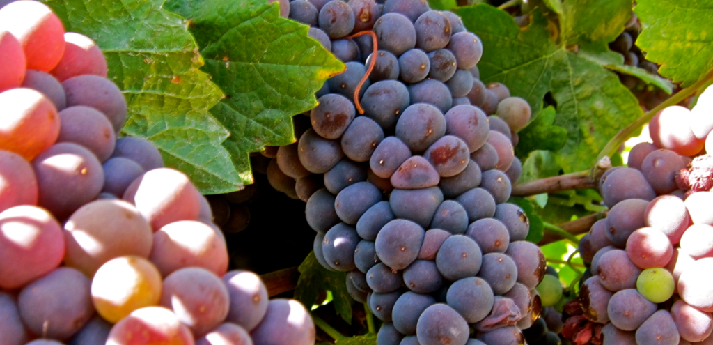 Pinot grigio druiven