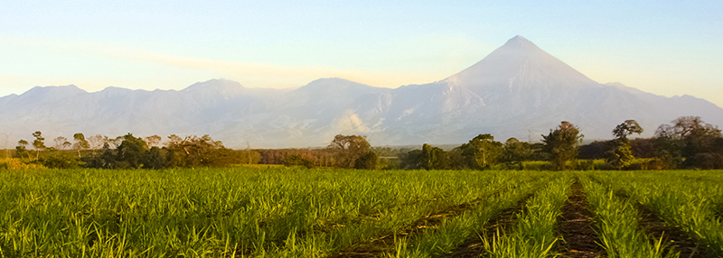 D12 Blog Plantation Rum 2