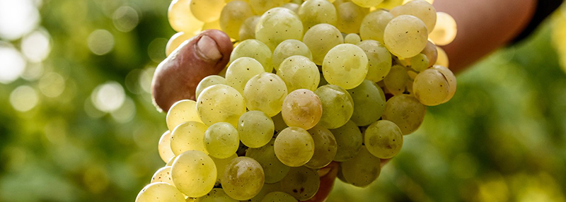 Cognac mag enkel van geselecteerde druivenrassen gemaakt worden