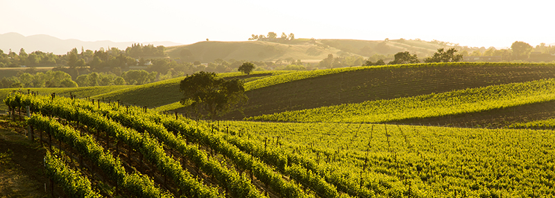 De sauvignon blanc wordt over de gehele wereld aangeplant