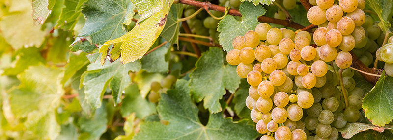 sauvignon blanc druiven: de basis van de wijn