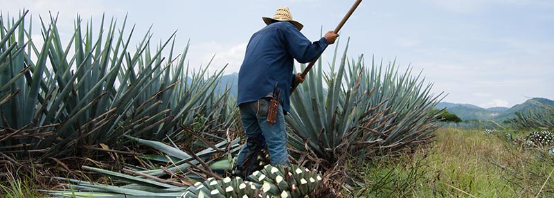 agave tequila