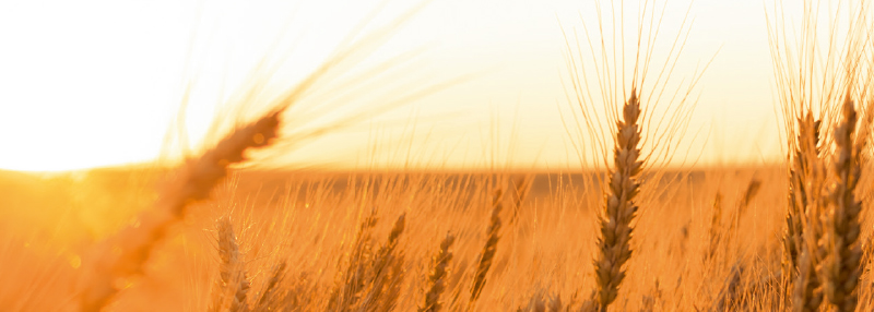 The Macallan Estate Whisky wordt op basis van speciaal, eigen geteeld gerst vervaardigd!