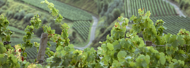 vermout botanicals