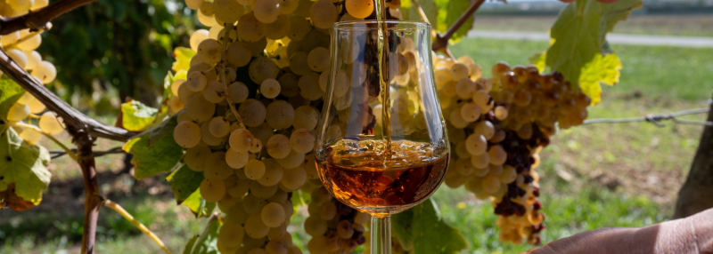 Cognac drinken