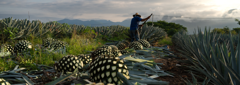 agave