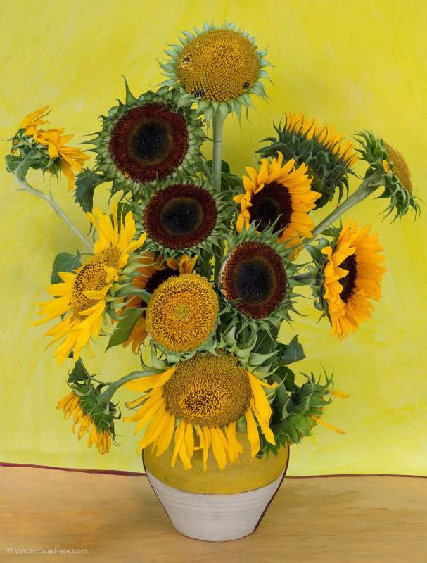 Vincentwashere Sunflowers1