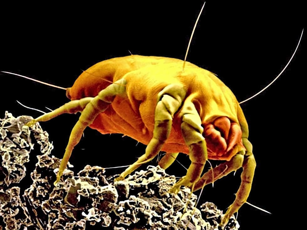 Une photo d'un acarien au microscrope électronique à balayage