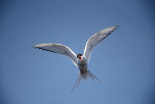 Une sterne arctique, de 33 à 36 centimètres de long avec une envergure de 76 à 85 cm. Le plumage des adultes est gris sur les parties supérieures avec la nuque et la calotte noires et les joues blanches. Le bec, les pattes et les doigts palmés sont rouge foncé.