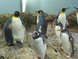 Manchots royaux et manchots Papou dans un parc zoologique