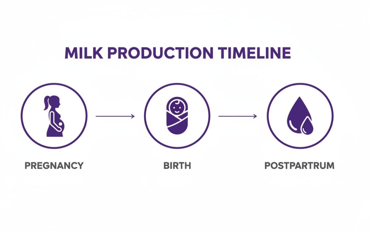 Timeline illustrating milk production stages: pregnancy, birth, and postpartum, with respective icons for each phase.