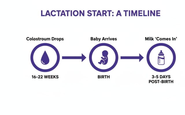 Lactation start timeline: colostrum drops (16-22 weeks), baby birth, and milk (3-5 days post-birth).