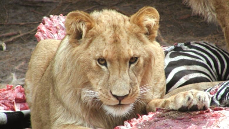 safari zoo danmark