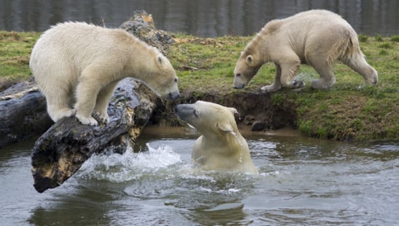 safari zoo danmark