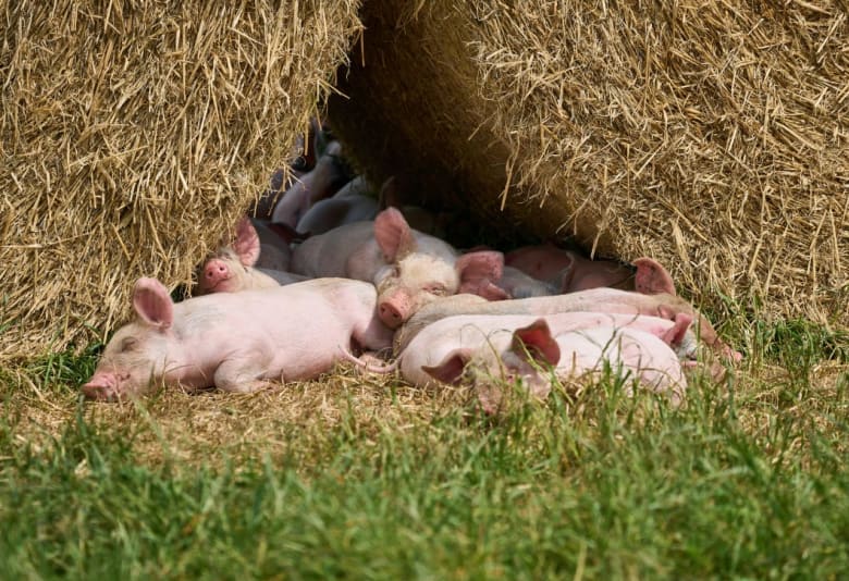Griseunger sover. Foto: Henrik Bjerregrav