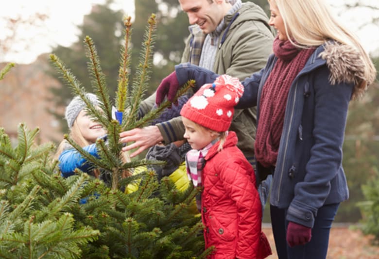 Find årets juletræ. Foto: Canva