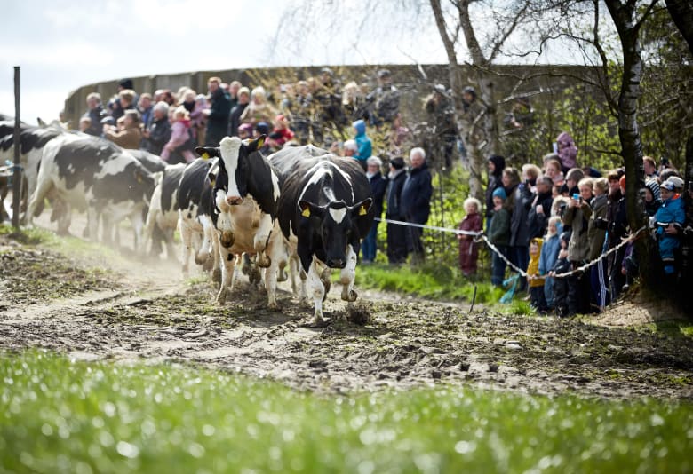 Køerne kommer på græs. Fotograf: Økodag
