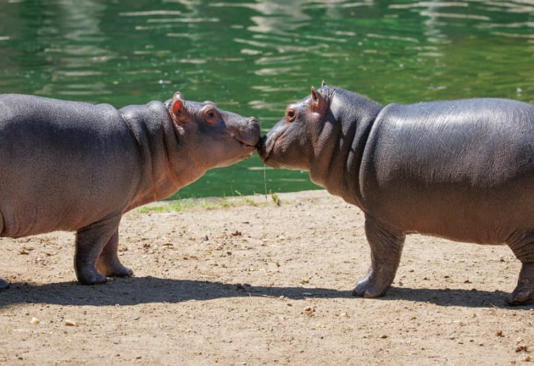 Foto: Zoologisk Have København, Frank Rønsholt