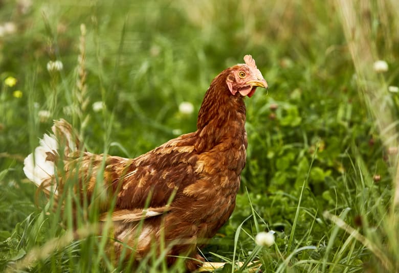 Der er høstmarkeder over hele landet. Foto: Økologisk Landsforening