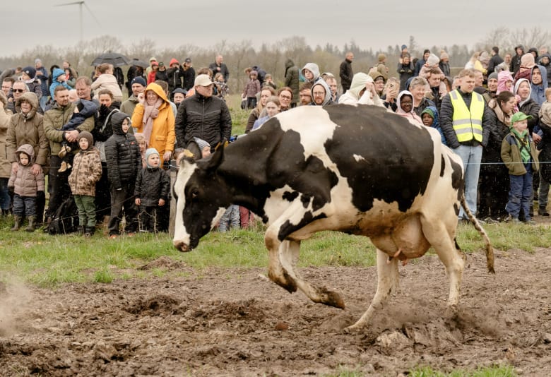 Sortbroget ko danser