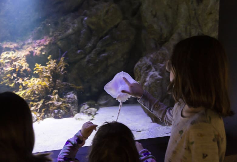 Akvariet på Malmøhus Slot. Fotograf: © Jenny Eliasson / Malmö Museer