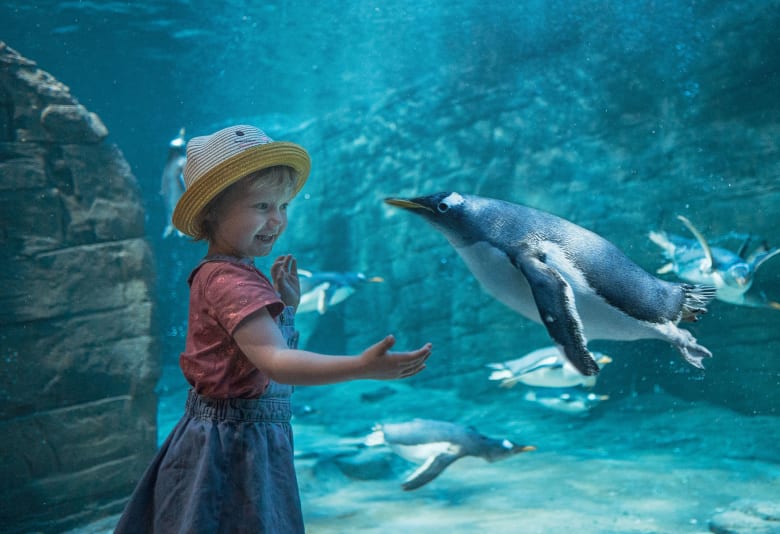 Pingvin. Fotograf: Kattegatcenteret