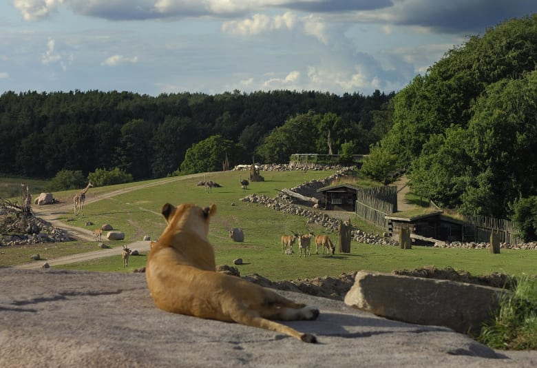 Ree Park Safari. Fotograf: Ree Park Safari