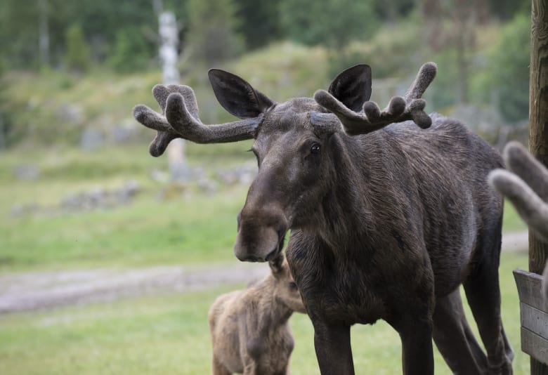 Elgparker i Småland