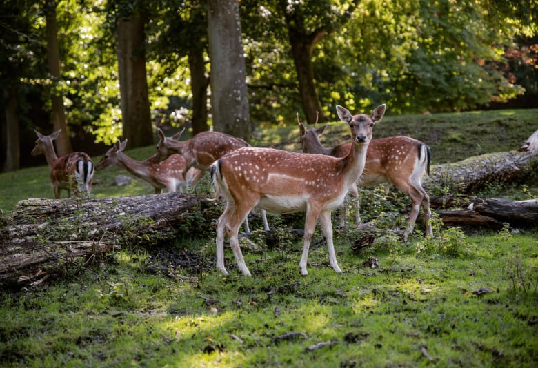 Marselisborgskovene. Fotograf: Unsplash
