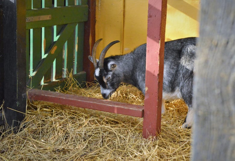 Foto: Børnenes Jord 