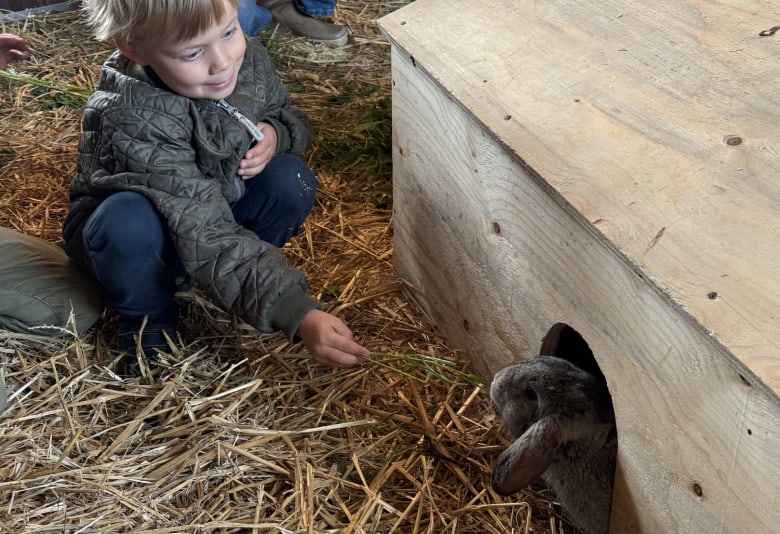 Hils på dyr i bondegården Kids Farm. Foto: Caroline Hemmingsen