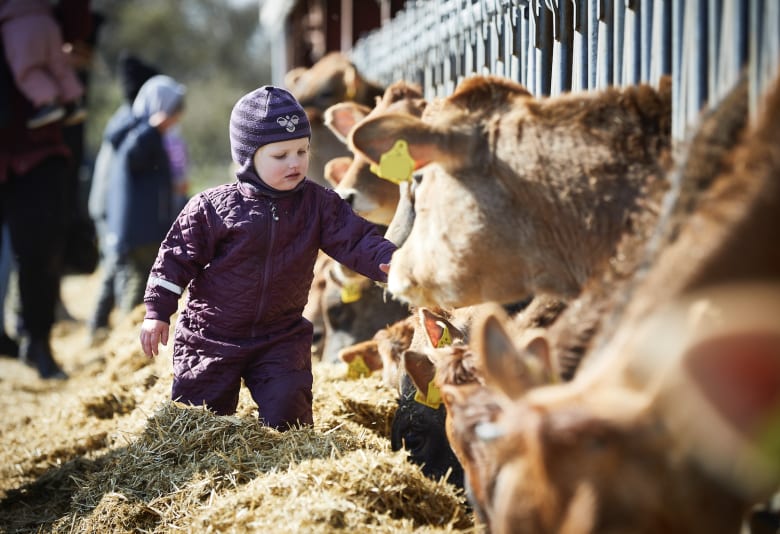 Barn klapper jerseyko