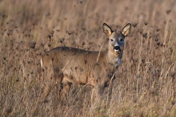 Foto: Niels Lyksted