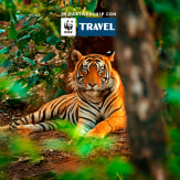 Tigre del Bengala, India