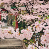Hanami Giappone