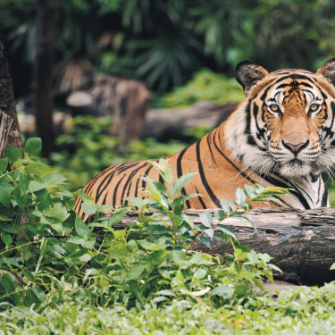 Tigre del Bengala India