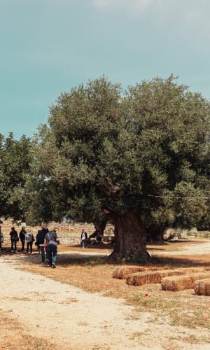 Masseria Spina