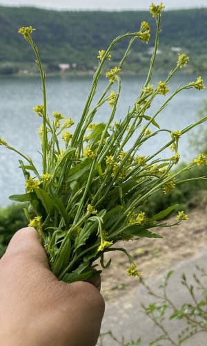 Foraging