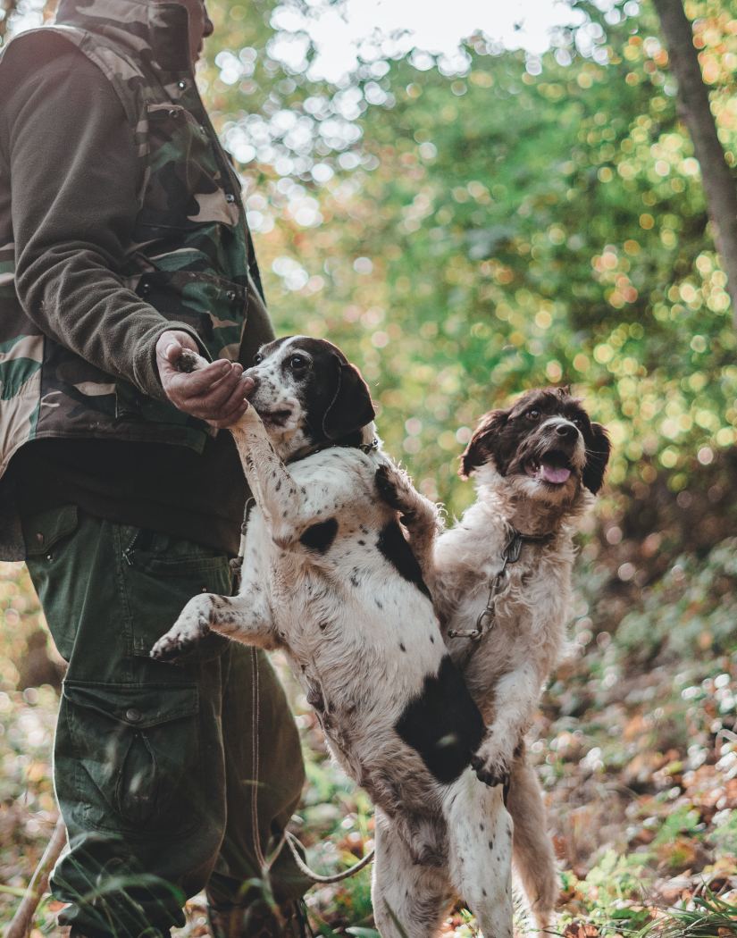 Caccia al tartufo con cani