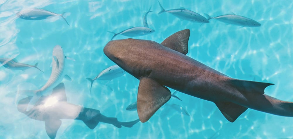Bahamas