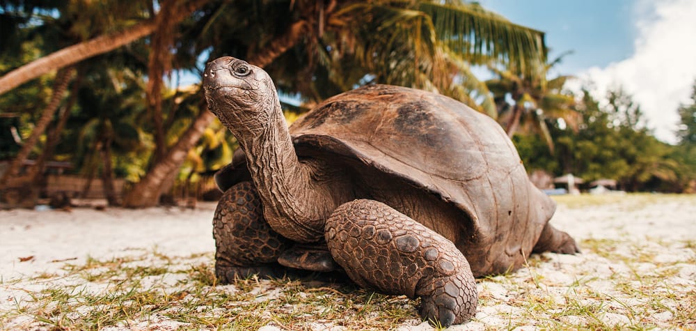 Seychelles