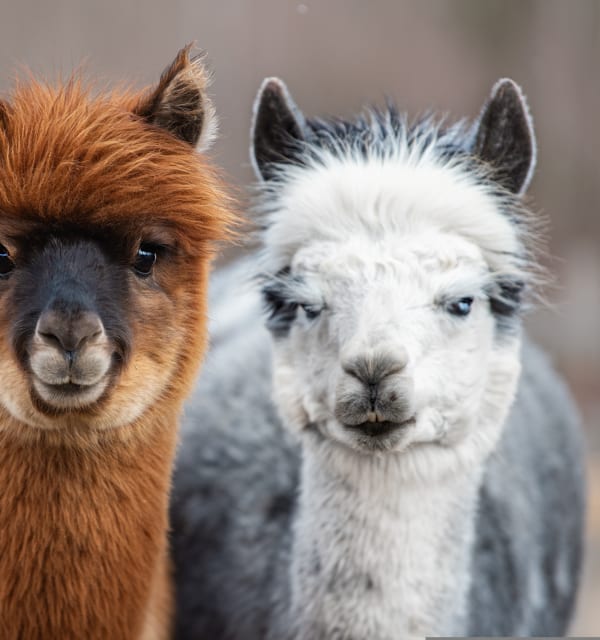 alpaca santo stefano di cadore