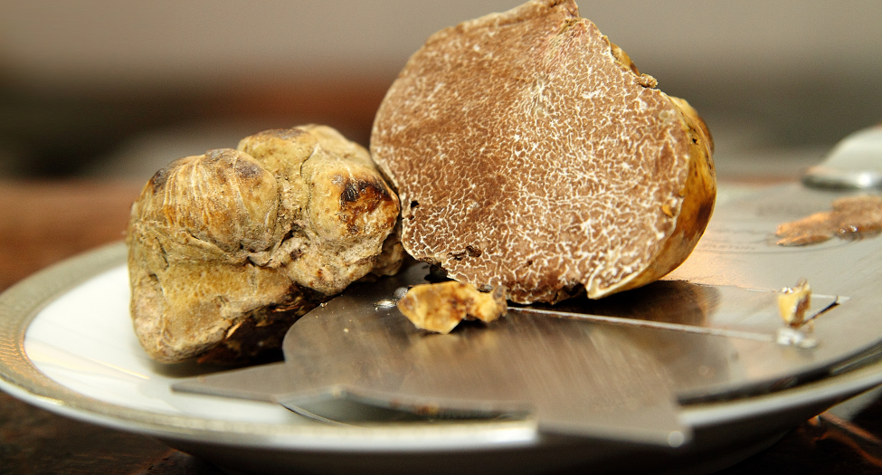 Tartufo bianco d'Alba