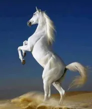 House for Sale in Saad Al-Abdullah