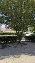 Land for Sale in Adan