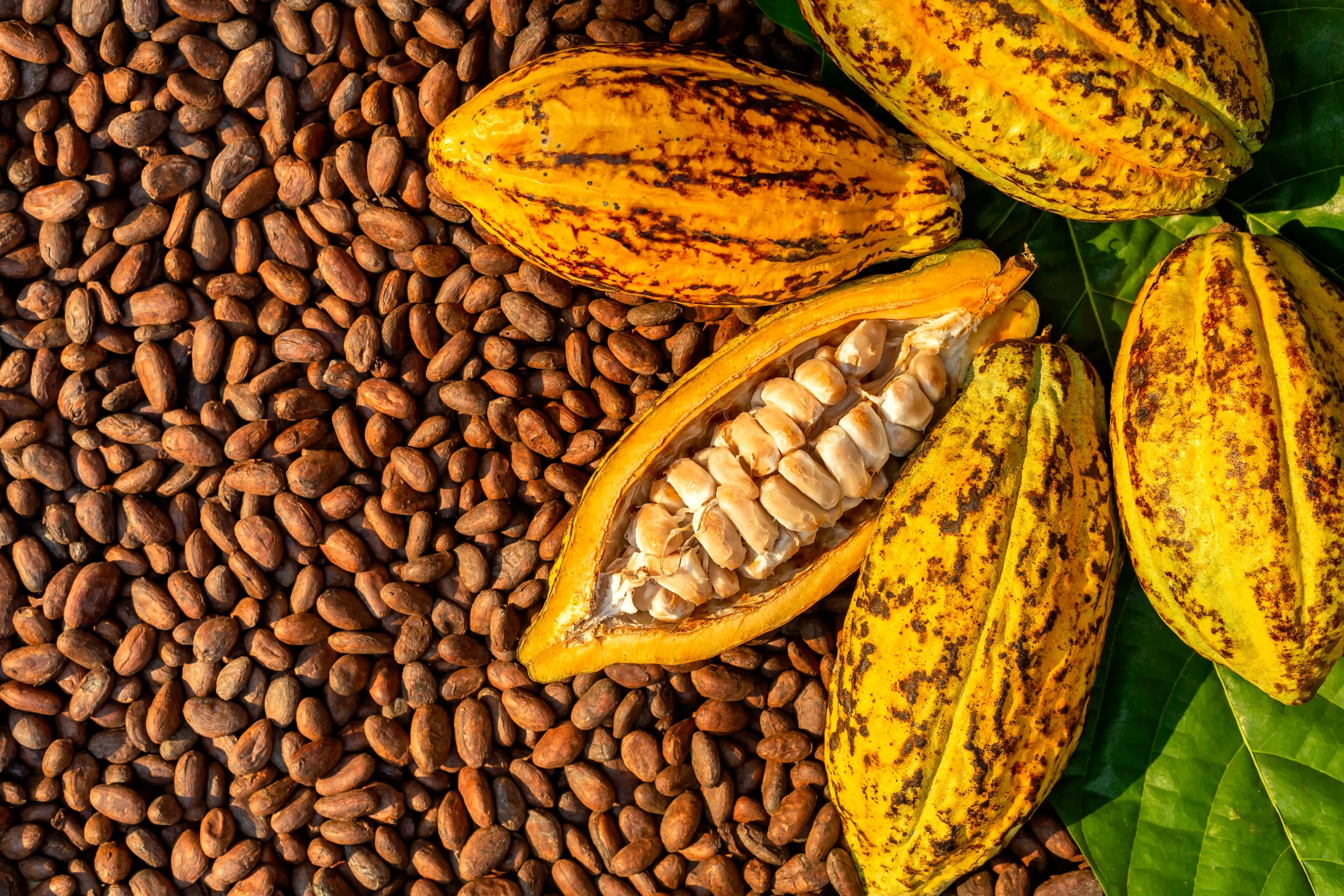 Beans, Bars, and Big Moves: Cocoa Key Trends in 2025