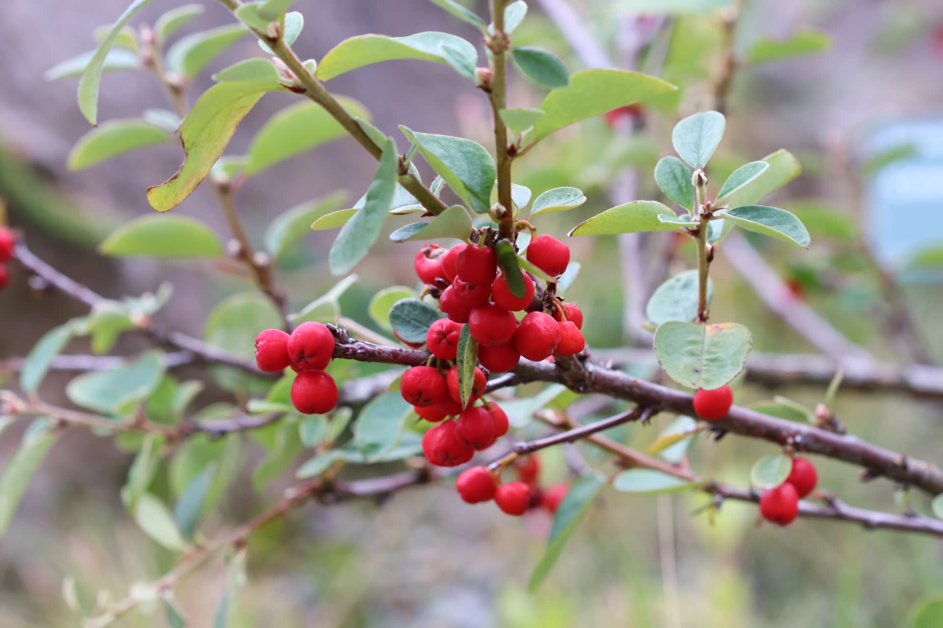 Cotoneaster cambricus 1