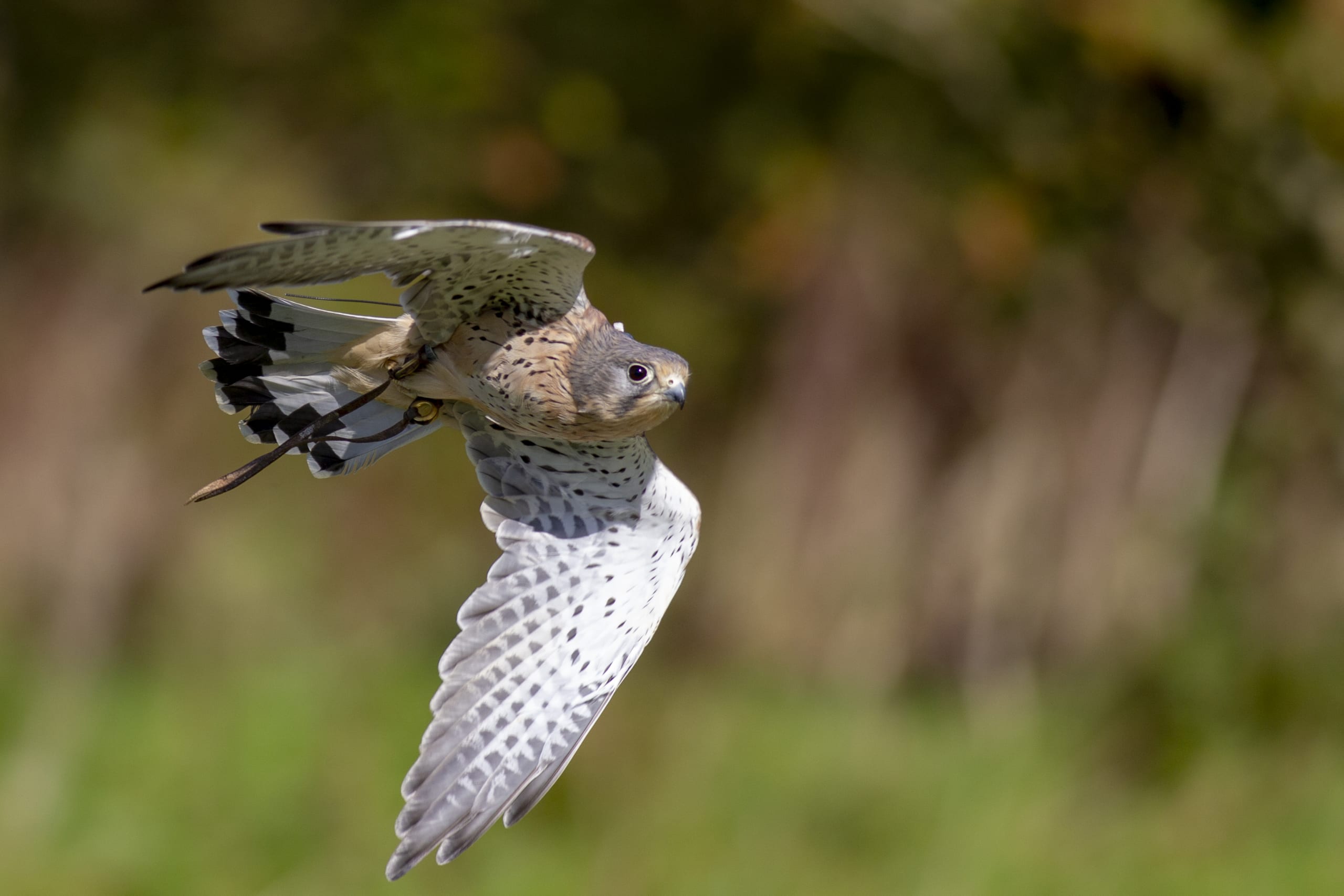 UK Raptors